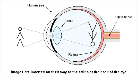 Images are inverted on their way to the retina at the back of the eye.