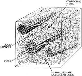 Schematic of the vitreous collagen-hyaluronan fibers.